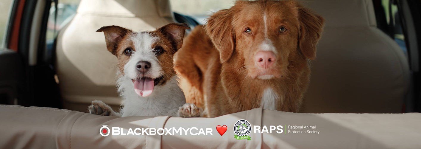 Protecting Your Fluffy Co-Pilots - How to Keep Your Pets Safe on Your Drives - - BlackboxMyCar