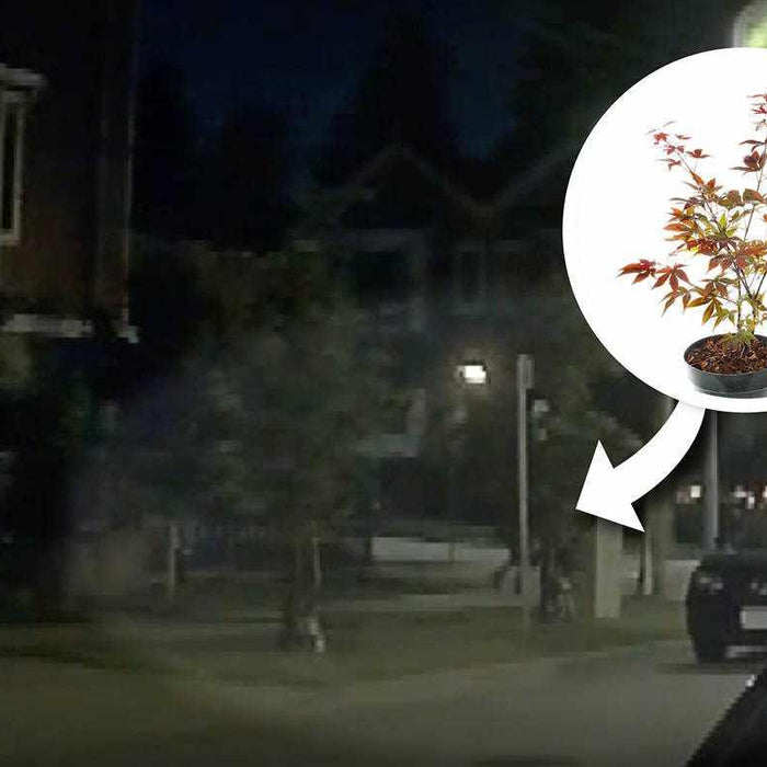 How a Dash Cam Captured the Theft of a Japanese Maple Tree | How a Dash Cam Captured the Theft of a Japanese Maple Tree | BlackboxMyCar