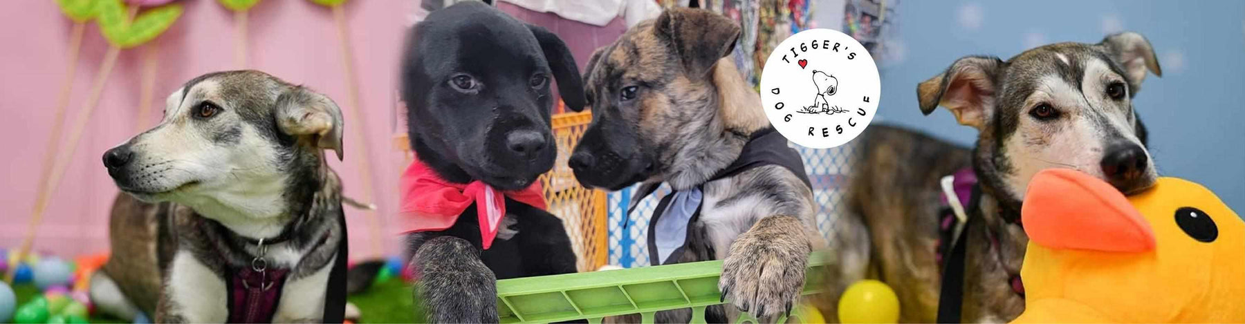 BlackboxMyCar sends out furr-ever love to Tigger’s Dog Rescue in Saskatchewan with a $5,000+ donation to their Pawther's Day Fundraiser 
