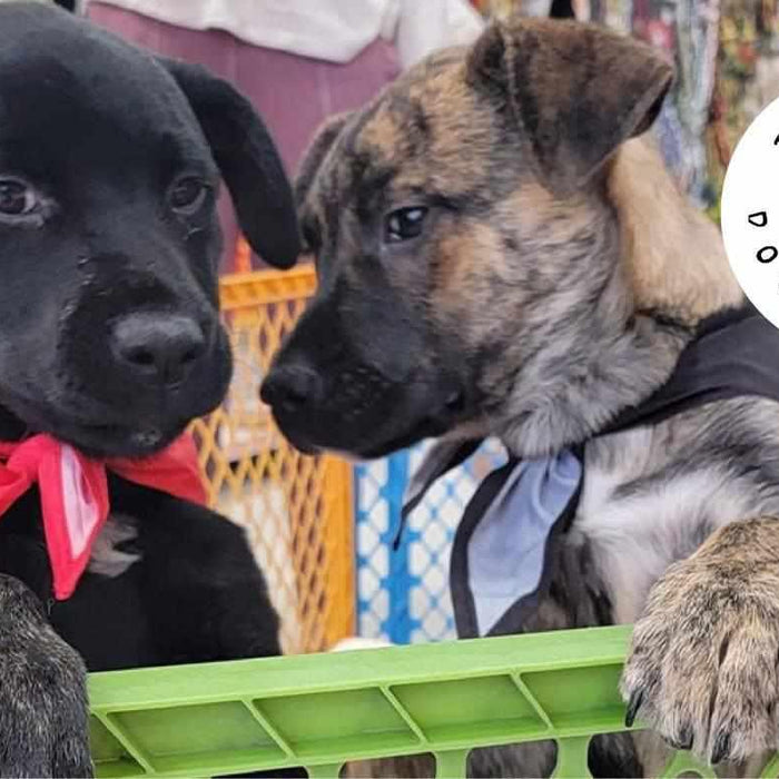 BlackboxMyCar sends out furr-ever love to Tigger’s Dog Rescue in Saskatchewan with a $5,000+ donation to their Pawther's Day Fundraiser 