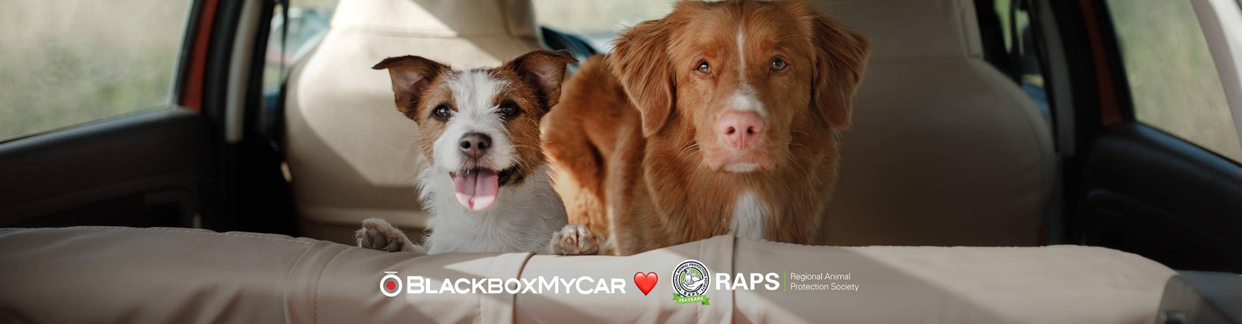 Protecting Your Fluffy Co-Pilots - How to Keep Your Pets Safe on Your Drives | Protecting Your Fluffy Co-Pilots - How to Keep Your Pets Safe