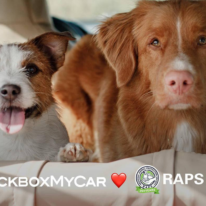 Protecting Your Fluffy Co-Pilots - How to Keep Your Pets Safe on Your Drives | Protecting Your Fluffy Co-Pilots - How to Keep Your Pets Safe